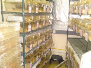 רשת ציפוי אפוקסי אחריות 13 שנה T112 3 300x225 - עגלות רשת ציפוי אפוקסי אחריות 13 שנה T111